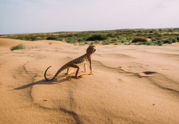 Exploring the Dubai Desert’s Wildlife: Animals You Might Spot