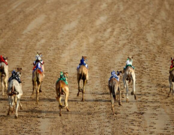 Camel Racing in Dubai: A Unique Desert Tradition