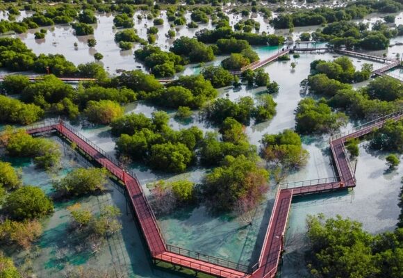 Abu Dhabi Mangroves: The Ultimate Nature Adventure