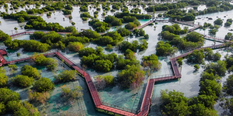 Abu Dhabi Mangroves