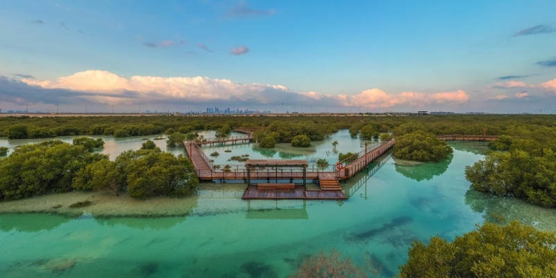 Abu Dhabi Mangroves