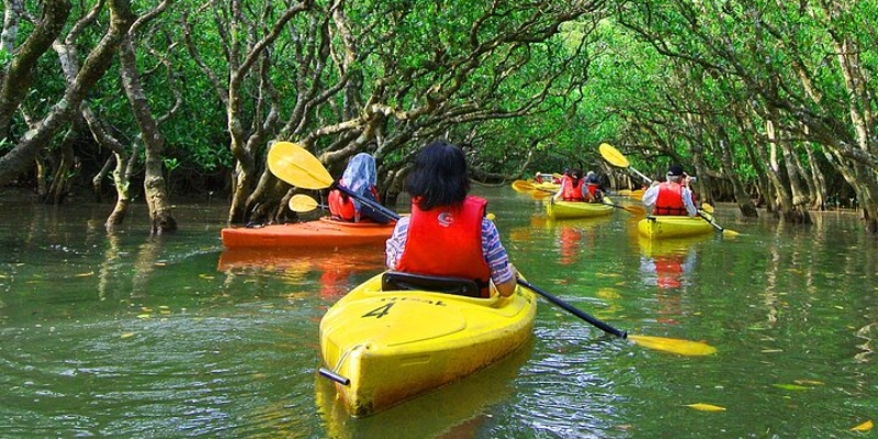 Abu Dhabi Mangroves